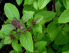150 PERSIAN BASIL SEEDS  FRESH FOR  GARDENS US SELLER SHIPS QUICK