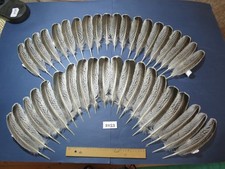 40 Stück natürliche Truthahn Flügelfedern, Fliegenbindematerial, lange Federn. (2153)