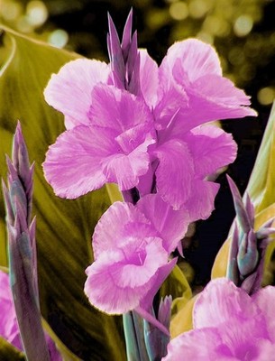 Pretty Imported Double Canna Lily Purple Colour Flower Bulb Pack Of 3 Bulb
