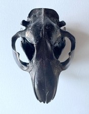 Black Beaver Skull with Swarovski crystal teeth
