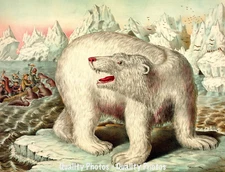 Polar Bear On Drift Ice Watching Hunt Seals 8.5x11" Photo Print Artic Fine Art