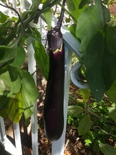 Chinese Eggplant Seeds- BB  Garden- Long Purple Aubergine Asian Vegetable USA