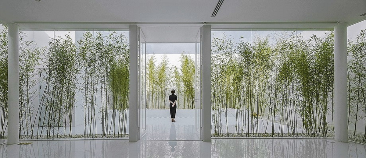 BAMBOO PLANT: INSTANT PRIVACY 50 BAMBOO PLANTS 15' TALL -FENCE 1