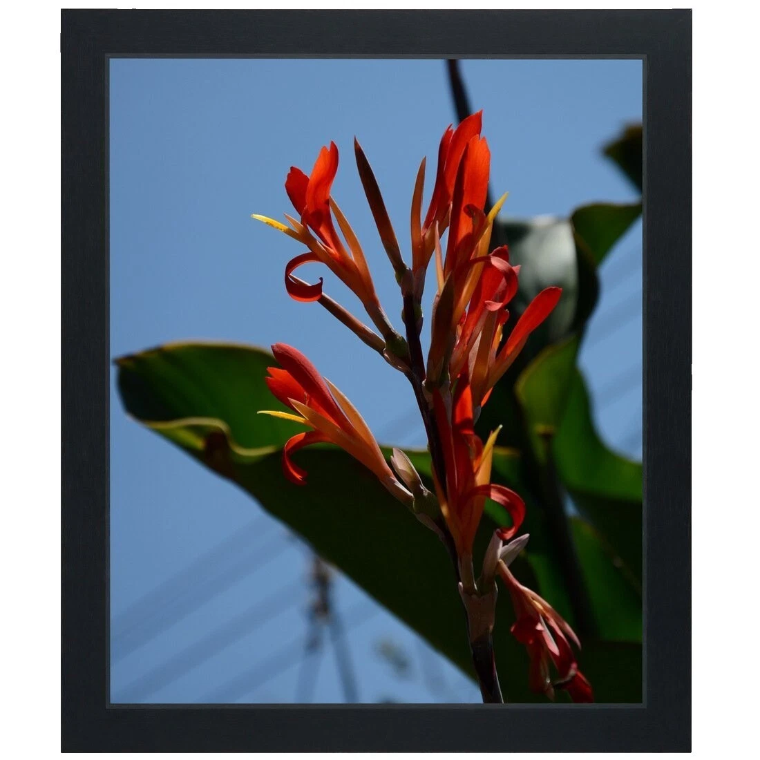 African Clip Frames/Frameless Rectangle Picture Frames