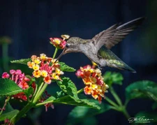 Anna’s Hummingbird on Lantana - Joseph Fisher Fine Art Print Wildlife Bird 13x19