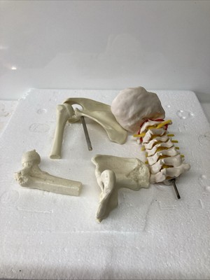 Teile des menschlichen Skeletts