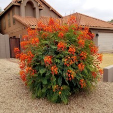 MEXICAN RED BIRD of PARADISE SEEDS C. Pulcherrima DWARF POINCIANA Flower Shrub