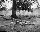 New 8x10 Civil War Photo: Dead from Artillery Fire, Little Round Top Gettysburg