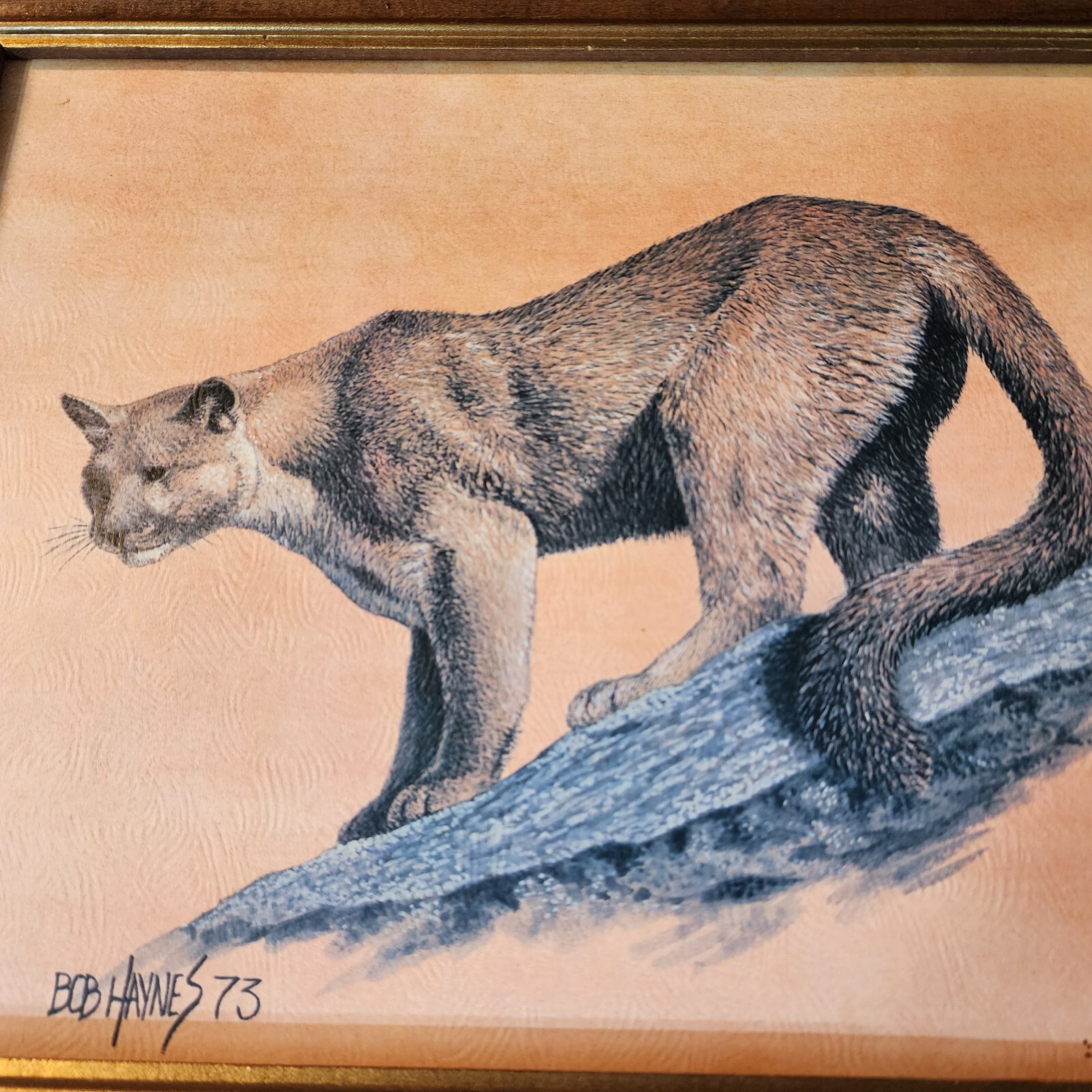 Bob Haynes Cougar or Mountain Lion Cat Framed Signed 1973 Vintage thumbnail 2