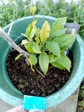 Eureka Citrus Lemon Fruit Tree Plant in 4L Pot UK Climate - Collection only!