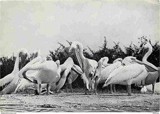 Postcard - Animals - Birds - Albert National Park - Pelican Colony -