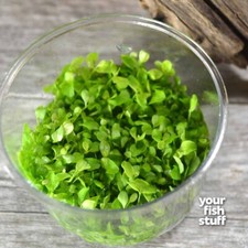 Micranthemum Monte Carlo Tissue Culture Live Aquarium Plant in 2.5" x 2.5" Cup
