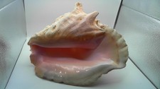 VINTAGE Large Natural Queen Conch Shell 3lb 6.8oz Pink Interior AS-IS