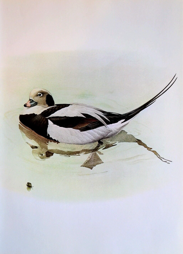 J F Lansdowne Birds OLDSQUAW DUCK 10X14 Vintage Art Print Book Plate 40 - Picture 2 of 3