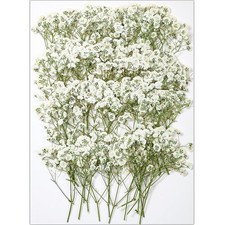 56Pcs White Babys Breath Dried Pressed Flowers for Crafts, Real Natural Dry F...