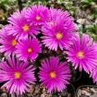 Cactus Desert Rose Cactis&Succulents