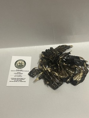 14 Small American Alligator Feet 1-2  Louisiana