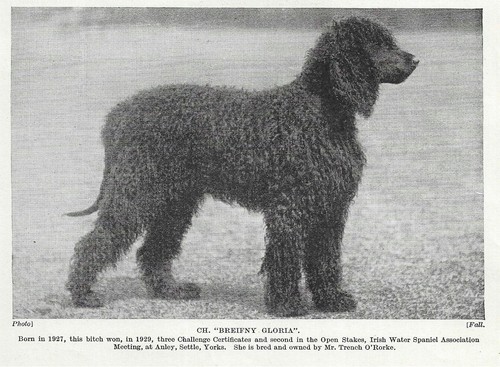 Irish Water Spaniel #2 - 1934 Vintage Dog Art "Photo" Print - CUSTOM MATTED