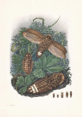 1960 Firefly Print - Vintage Insect Print - Bugs Illustration - 7,5 x 10,6 Inch