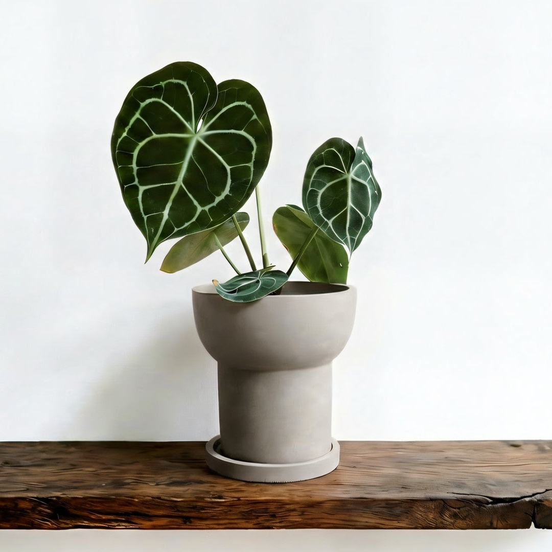 Modern Matte Terracotta Planter with Saucer Indoor Garden Planter Outdoor Plant