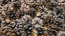 100 Natural pine cones - 2"-2.5" small for crafts, decorations