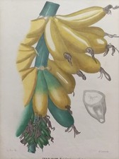 1860 Ca. Botanica Pietraroja MusaceeFico d' Adamo Musa Paradisiaca Frutto