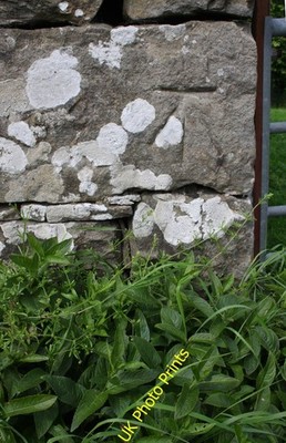 Photo 6x4 Benchmark on barn west of Crow Trees Ivelet Ordnance Survey cut c2016