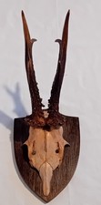 cornes sur support bois trophée de chasse ancien cabinet curiosité