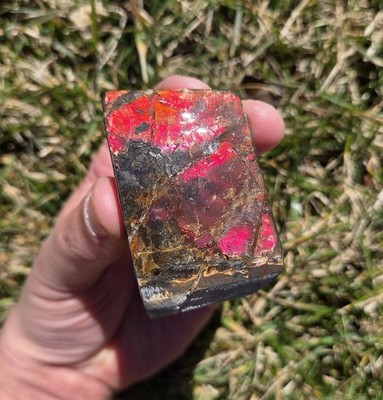 Rare Gem Red Ammolite Fossil Shell Shard From Canada Ammonite 