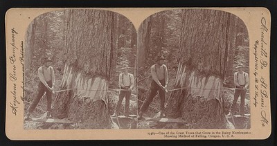 Photo:Oregon USA 1903 Logging Giant Tree Felling Men Sawing Timber