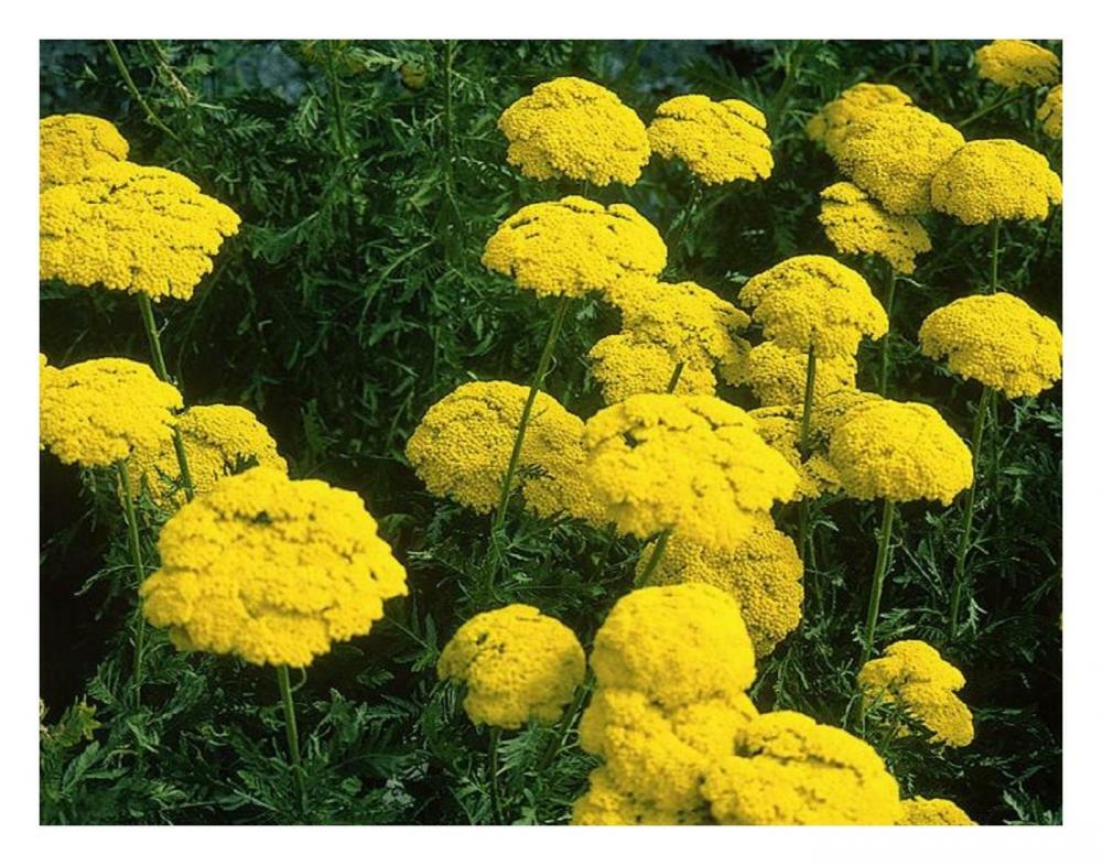 ACHILLEA MILLEFOLIUM  - CLOTH OF GOLD - 0.5 GRAM ~ APPROX 4500 SEEDS - PERENNIAL