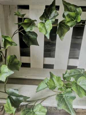 glücksfeder schatten Glücksfeder – Zamioculcas zamiifolia – Zimmerpflanze – Ø14 – ca. 50 main image 0