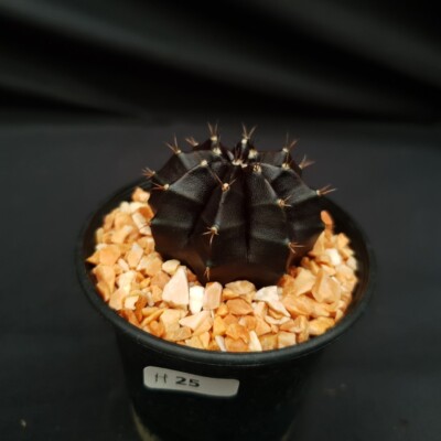 monstera blattform Stecklingsmix - besondere Zimmerpflanzen main image 0