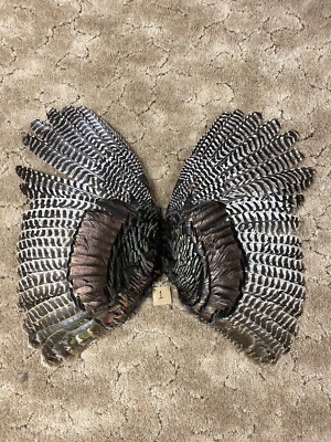 Wild Turkey Wings Feathers Fly Tying Fletching Tail Fan Rustic Cabin Decor Craft