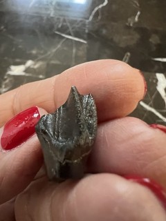 Huge Leptoceratops Tooth dinosaur fossil