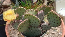 Opuntia Santa Rita cv. Red Needle Whole Plants