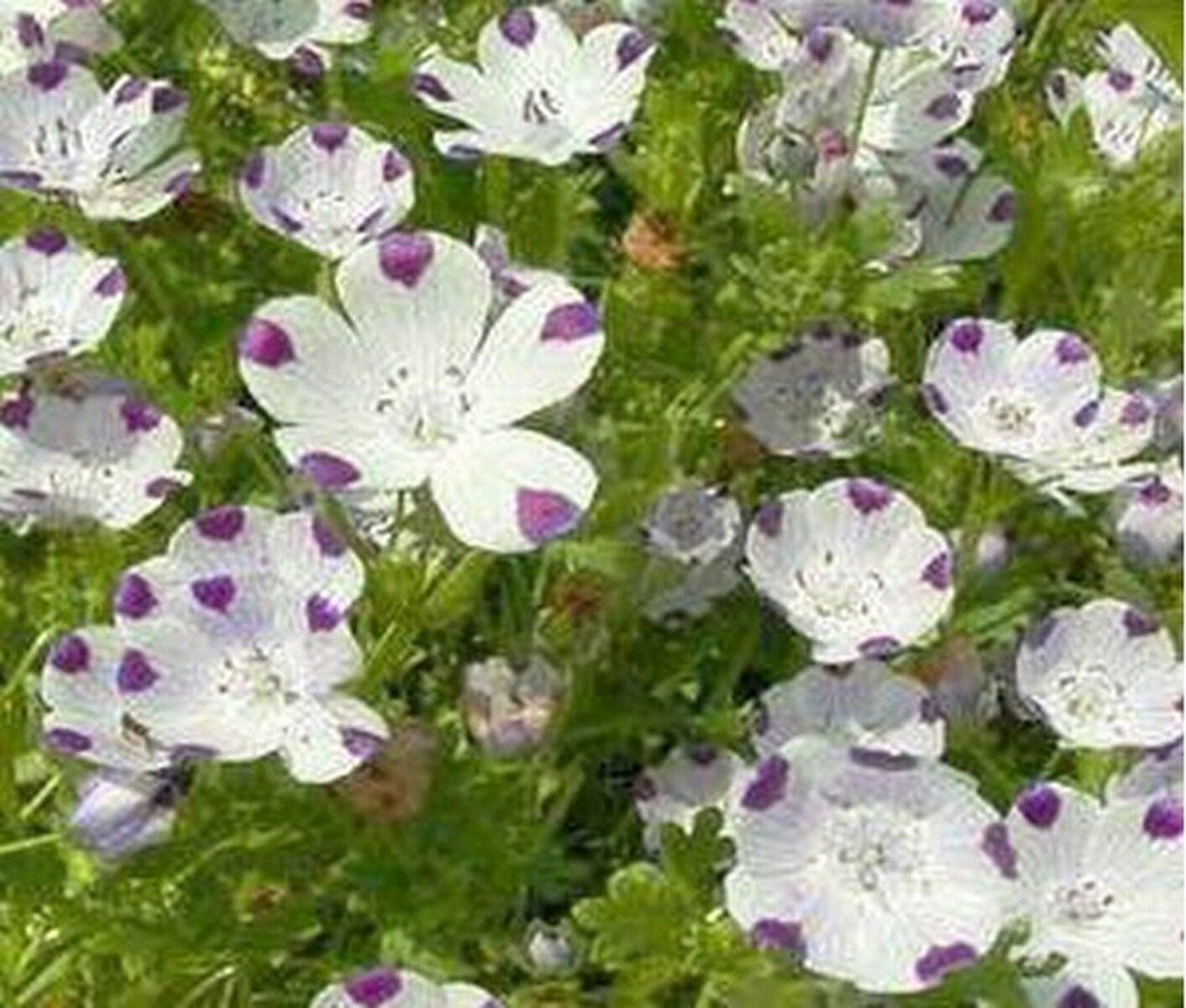 Five Spot Nemophila Maculata 250 Seeds For Sale Online