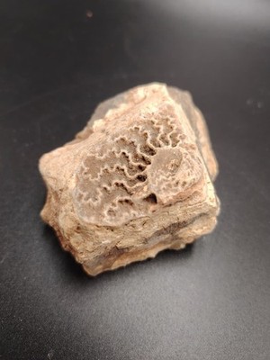 Natural Ammonite Fossil - Ajloun, Jordan - Cretaceous Period - 8cm Unique Specim