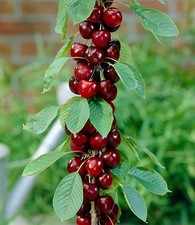 Säulen-Kirschen  'Stella', 1 Pflanze, Prunus avium