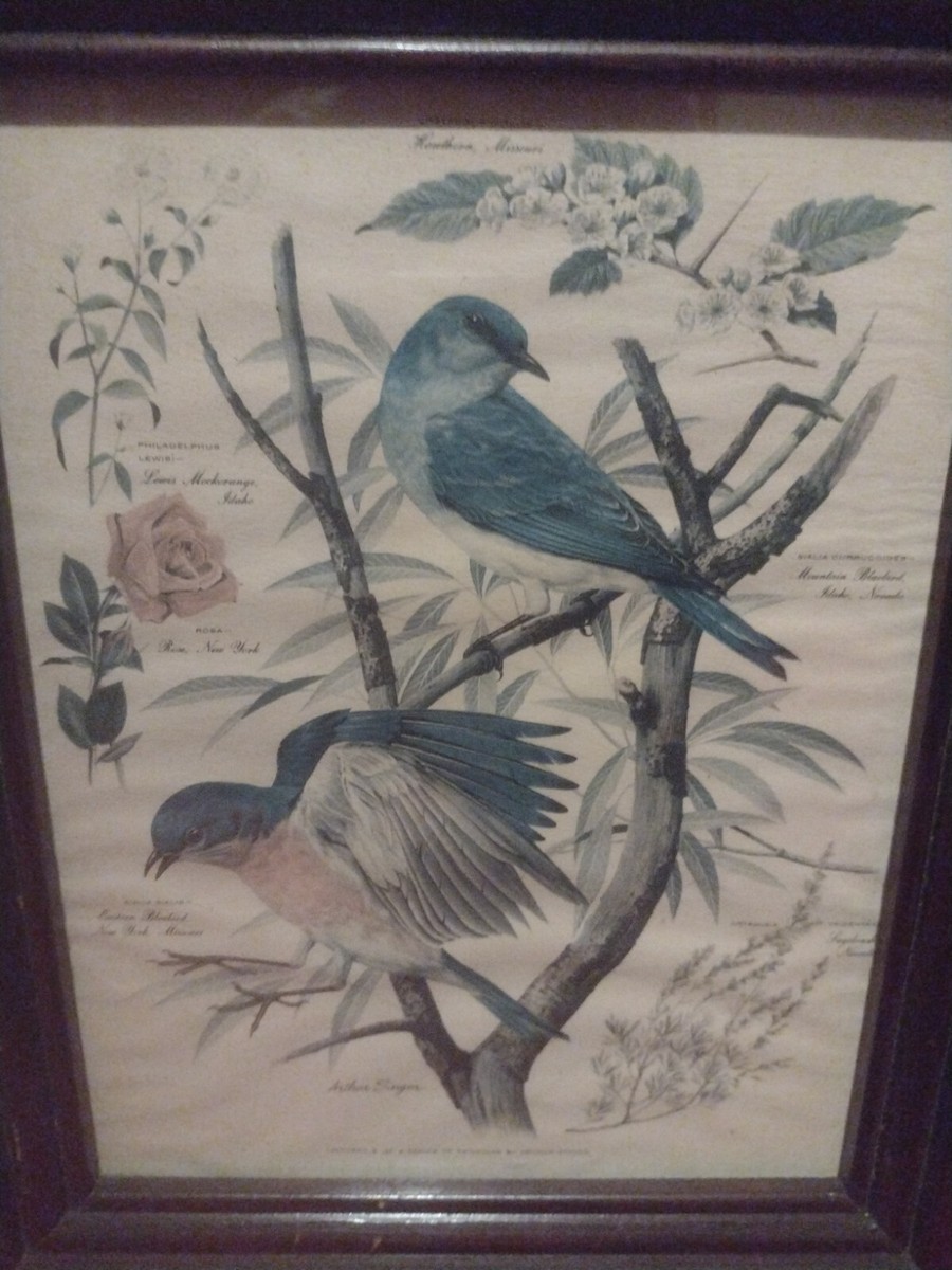Mid Century Bird Prints By Arthur Singer | eBay