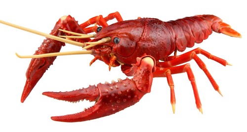 Free Study Series No. 24: Creature Edition - American Crayfish (Red ...