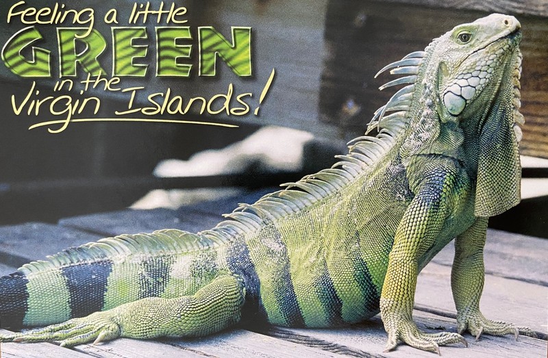 IGUANA  -  Postcard - U.S. Virgin Islands - "Feeling a little Green"