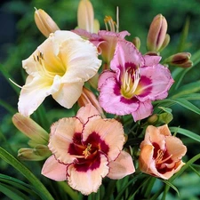Easy to Grow Daylily Bumper Crop Mix 10 Plant Roots, Summer Flowers Full Sun