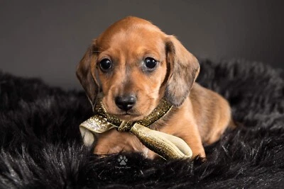 Dachshund Puppies Dogs Puppies Gumtree Australia