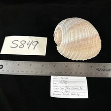 Tonna Galea 4.25” San Jose Texas USA (S849)