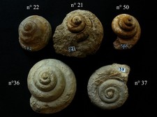 Lot de 5 gastéropodes de l'Oxfordien : Pleurotomaria sp.