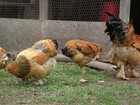 12+6 BUFF BRAHMA FERTILE HATCHING EGGS (LARGE BREED) — photo 4