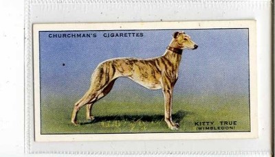 (Jb4021-100) CHURCHMAN,RACING WINDHUNDE,KITTY TRUE,1934#23
