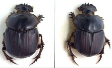 Phanaeus for collectors | Horned Rhinoceros Dung Beetles