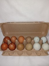 10 rainbow hatching eggs